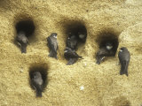 Sand Martins at Nest Holes  Summer