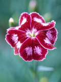 Dianthus Calypso Star