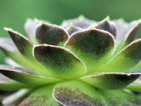 Jovibarba Heuffelii "Greenstone" Perennial
