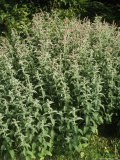 Buddleia Mint (Mentha Longifolia Buddleia Mint Group) in Flower