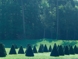 Misty Garden with Topiary Cone Fontainebleau  France