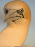 Australian Gannet  Portrait  New Zealand