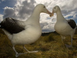 Royal Albatross  Sub Antarctic