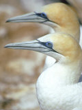 Australian Gannet  Pair  New Zealand