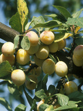 Plum 