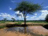 Waterhole  Kenya  Africa