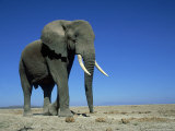 African Elephant  Bull  Kenya