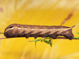 Sphinx Moth Caterpillar with False Eye Spots