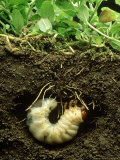 Beetlelarva (Grub) Feeding on Plant Roots