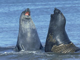 Southern Elephant Seal  Males Fighting  Falklands