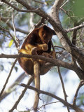 Tree Kangaroo  Australia