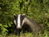 Badger  Foraging  Vaud  Switzerland