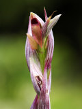 Lesser Tongue Orchid  Flowers Close Up  UK