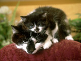 Kitten Relaxing on Mothers Head
