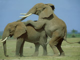 African Elephant  Male Mounting Male  Kenya