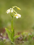 A Yellow Variation of the Marsh Helleborine  UK