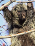 Porcupine in Tree of Rosehips
