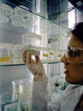 Plant Tissue Culture on Growth Medium