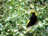 Regent Bowerbird  Male  Australia