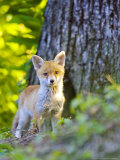 Red Fox  Fox Cub Standing Outside Den  Vaud  Switzerland