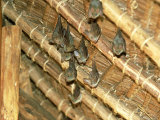 Yellow Wing Bats  Nairobi  Kenya