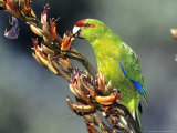 Red-Crowned Parakeet  Cyanoramphus Novaezelandiae Feeding on New Zealand Flax  New Zealand