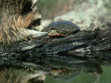 Raccoon Trying to Get Turtle  Procyon Lotor Montana
