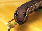 Sphinx Moth Caterpillar with False Eye Spots