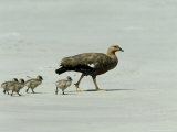 Upland Goose  Female with Goslings  Falklands