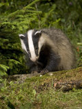 Badger  Climbing on Tree Stump  Vaud  Switzerland