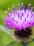 Common Knapweed  Flower Close Up  UK