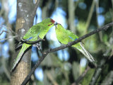 Red-Crowned Parakeet  Pair  NZealand