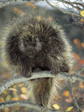 Porcupine in Aspen Tree in Autumn