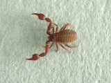 Pseudoscorpion  App 3X Magnification