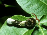 Giant Swallowtail Butterfly  Caterpillar
