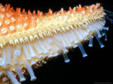Starfishtip of Arm