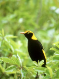 Regent Bowerbird  Male  Australia