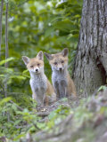 Red Fox  Fox Cubs Outside Den  Vaud  Switzerland