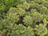 Canopy of Palmetto  Myakka River State Park  Florida  USA
