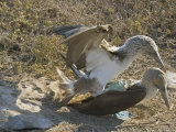 Blue-Footed Boobies  Mating  Galapagos  Ecuador