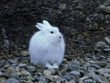 Arctic Hare  Churchill
