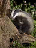 Badger on Tree Stump Foraging  Vaud  Switzerland