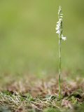 Autumn Ladies Tresses Orchid  Devon  UK