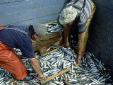 Fishermen Crating up Sardine  Ribeira  Spain
