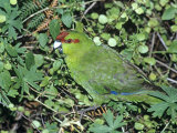 Red-Crowned Parakeet  Feeding  NZealand