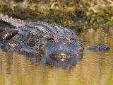 American Alligator  Myakka River State Park  Florida  USA