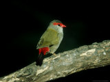 Red-Browed Firetail  Australia
