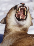 Mountain Lion  Portrait of Snarling Lion