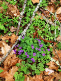 Blue Violets  Great Smoky Mtns National Park  USA