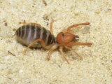 Windscorpion  Arizona